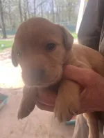 Purple, a male Labrador Retriever for sale in Lovelady, TX – Photo 1 of 3