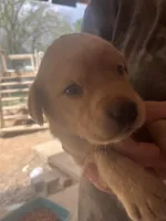 Purple, a male Labrador Retriever for sale in Lovelady, TX – Photo 2 of 3