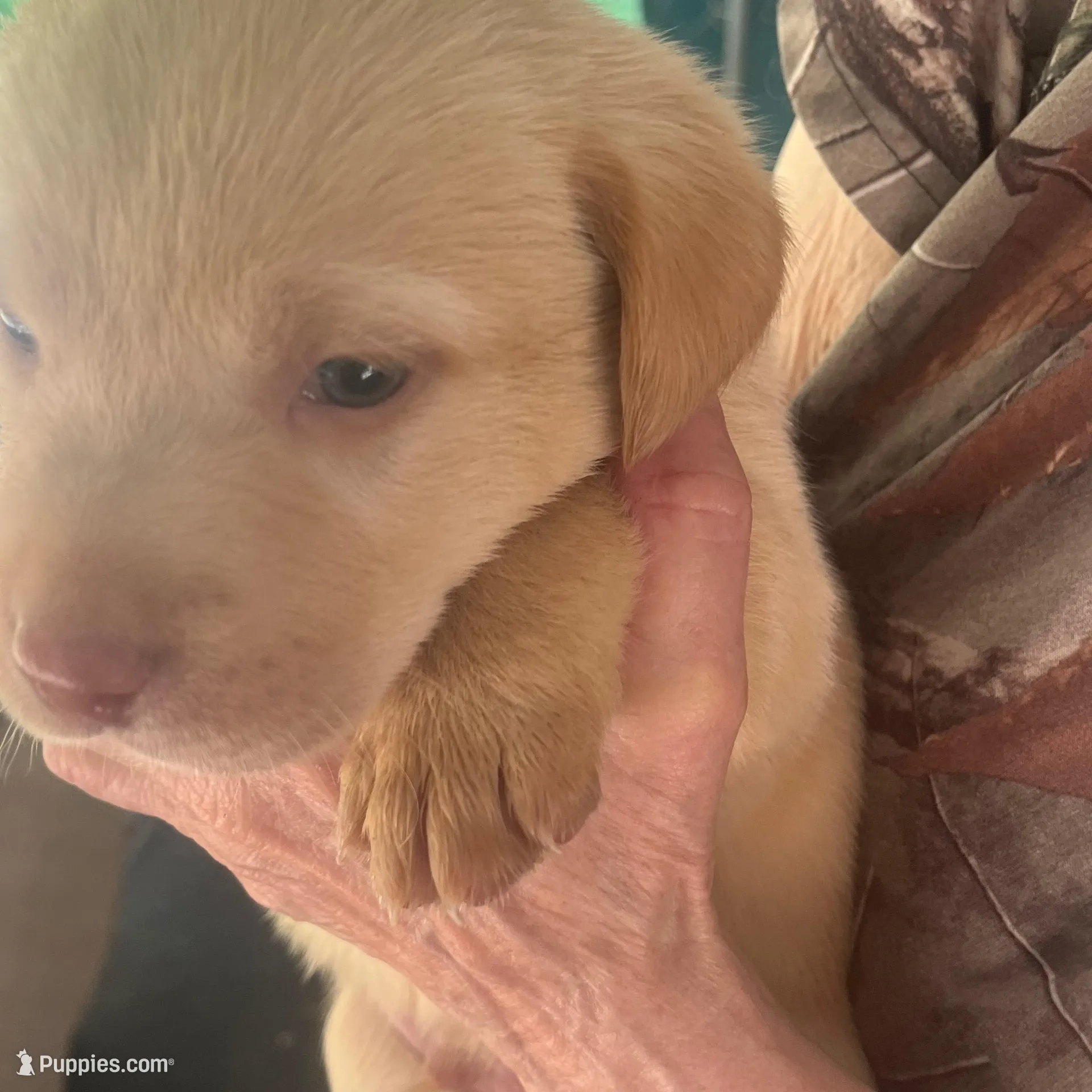Purple – Labrador Retriever puppy for sale in Lovelady, TX