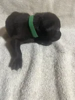 Green, a male Labrador Retriever for sale in Lovelady, TX – 2 of 3