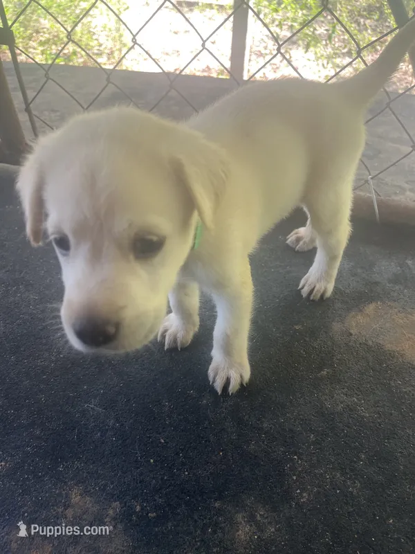 Green  – Labrador Retriever puppy for sale in Lovelady, TX