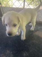 Green , a male Labrador Retriever for sale in Lovelady, TX – 1 of 3