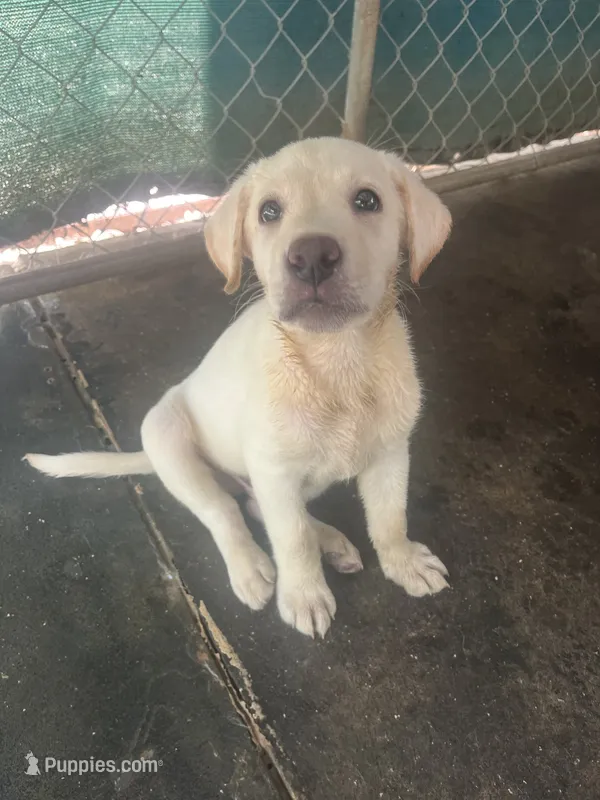 Green  – Labrador Retriever puppy for sale in Lovelady, TX
