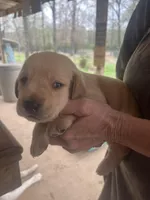 Yellow, a female Labrador Retriever for sale in Lovelady, TX – Photo 1 of 3
