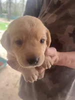 Yellow, a female Labrador Retriever for sale in Lovelady, TX – Photo 3 of 3