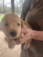 Yellow, a female Labrador Retriever for sale in Lovelady, TX – Photo 2 of 3