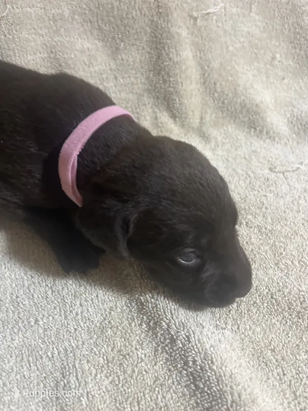 Pink – Labrador Retriever puppy for sale in Lovelady, TX