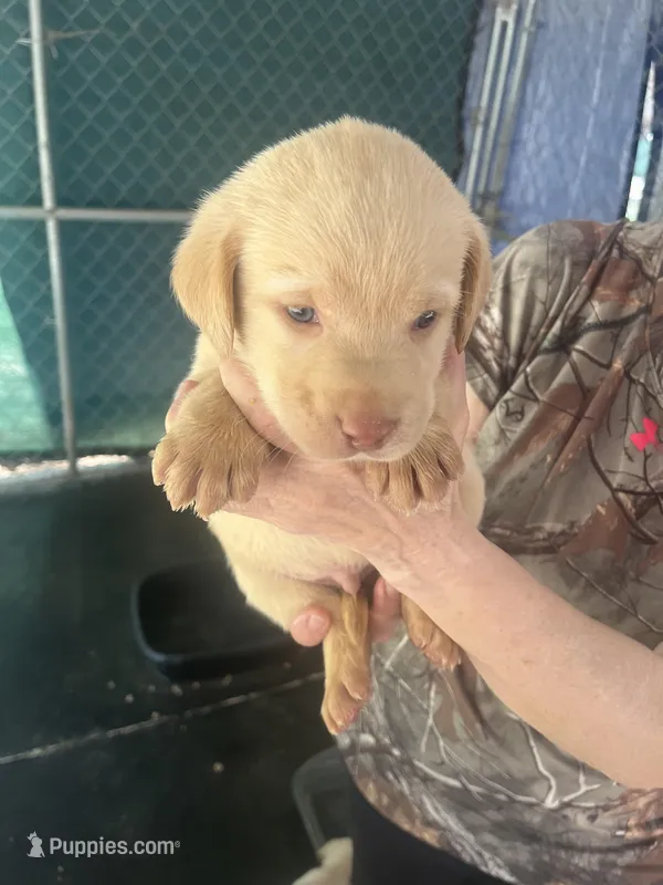 Yellow – Labrador Retriever puppy for sale in Lovelady, TX