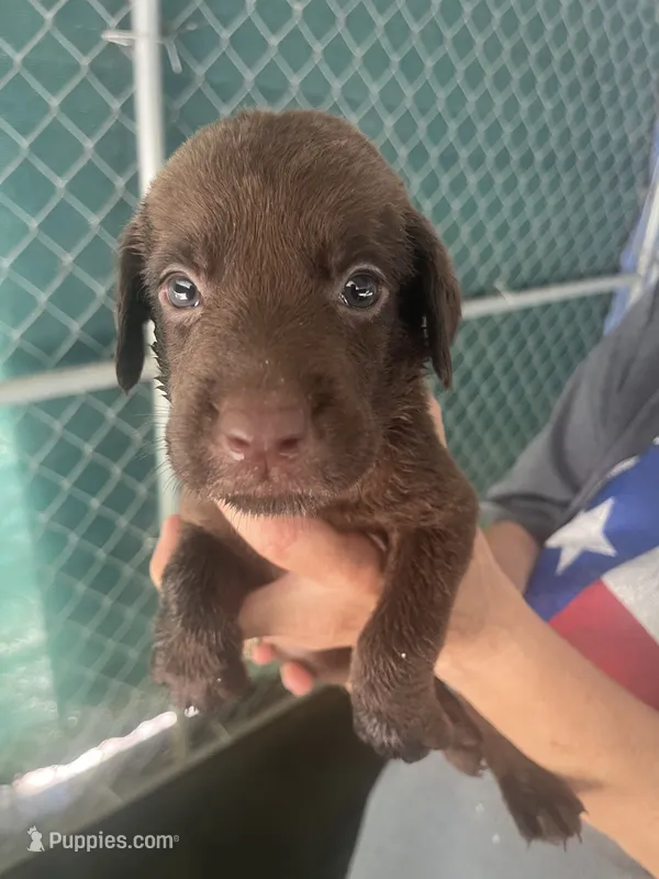 Gray – Labrador Retriever puppy for sale in Lovelady, TX
