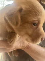 Brown, a male Labrador Retriever for sale in Lovelady, TX – Photo 1 of 3