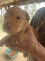 Brown, a male Labrador Retriever for sale in Lovelady, TX – Photo 2 of 3