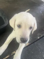 Black, a male Labrador Retriever for sale in Lovelady, TX – 2 of 3