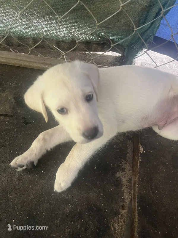 Blue – Labrador Retriever puppy for sale in Lovelady, TX