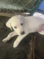 Blue, a male Labrador Retriever for sale in Lovelady, TX – 1 of 2