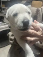 Blue, a male Labrador Retriever for sale in Lovelady, TX – Photo 3 of 3