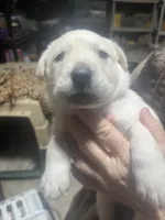 Blue, a male Labrador Retriever for sale in Lovelady, TX – Photo 2 of 3
