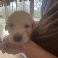 Pink, a female Labrador Retriever for sale in Lovelady, TX – Photo 1 of 3