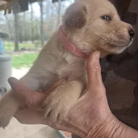 Pink, a female Labrador Retriever for sale in Lovelady, TX – Photo 2 of 3