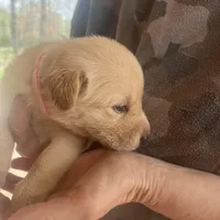 Pink, a female Labrador Retriever for sale in Lovelady, TX – Photo 3 of 3