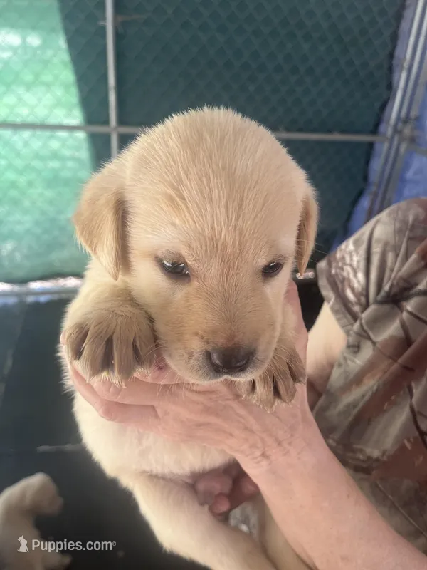 Pink – Labrador Retriever puppy for sale in Lovelady, TX
