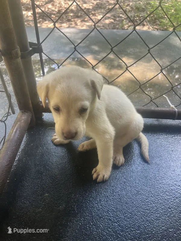 Blue – Labrador Retriever puppy for sale in Lovelady, TX