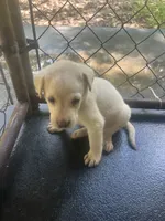 Blue, a male Labrador Retriever for sale in Lovelady, TX – 1 of 4