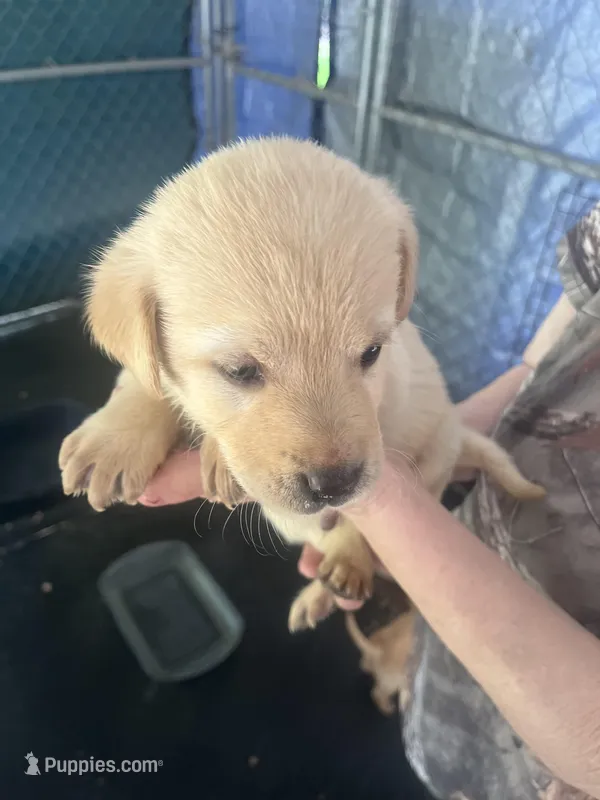 Blue – Labrador Retriever puppy for sale in Lovelady, TX