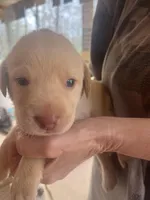 Blue, a male Labrador Retriever for sale in Lovelady, TX – Photo 2 of 3