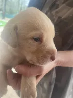 Blue, a male Labrador Retriever for sale in Lovelady, TX – Photo 3 of 3