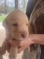 Blue, a male Labrador Retriever for sale in Lovelady, TX – Photo 1 of 3