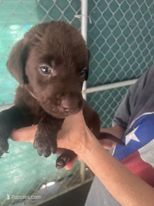Red – Labrador Retriever puppy for sale in Lovelady, TX