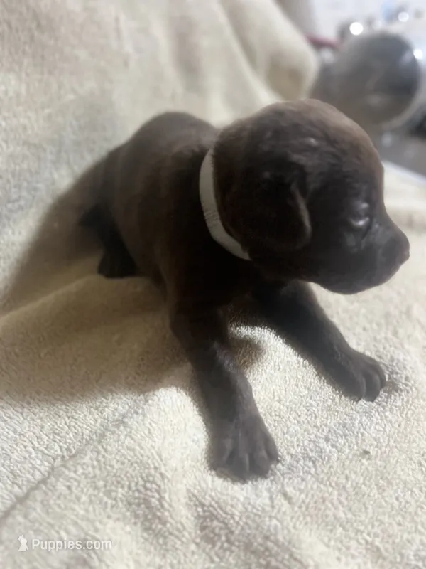 Gray – Labrador Retriever puppy for sale in Lovelady, TX