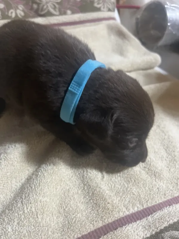 Blue – Labrador Retriever puppy for sale in Lovelady, TX