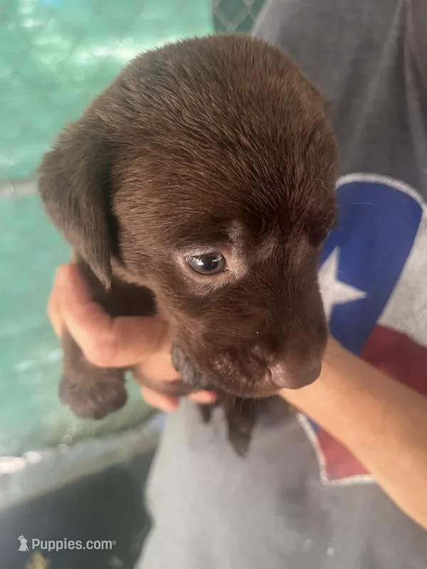Brown – Labrador Retriever puppy for sale in Lovelady, TX