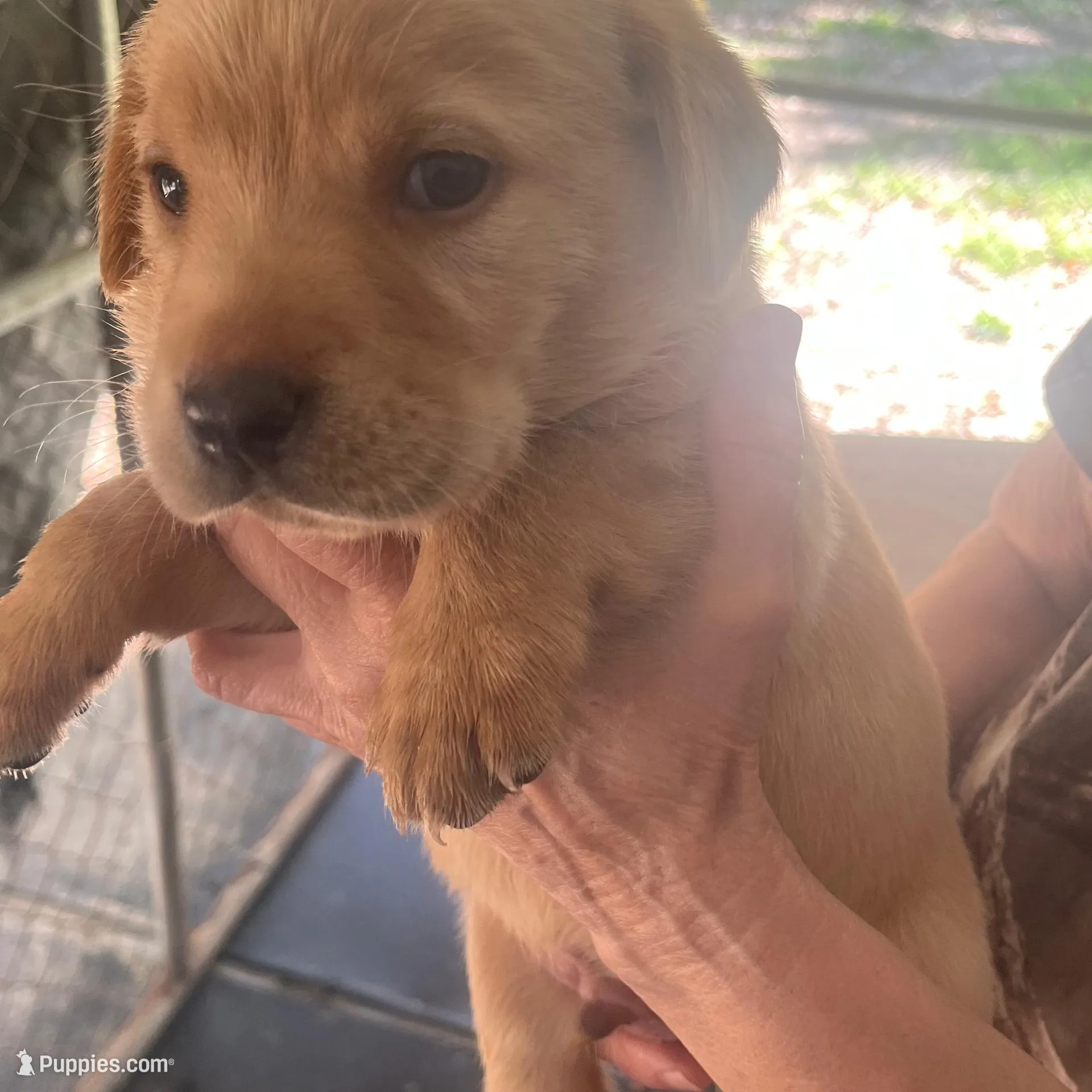 Black – Labrador Retriever puppy for sale in Lovelady, TX