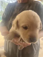 Black, a female Labrador Retriever for sale in Lovelady, TX – Photo 1 of 3