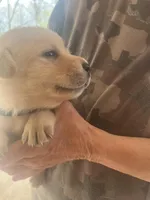 Black, a female Labrador Retriever for sale in Lovelady, TX – Photo 3 of 3