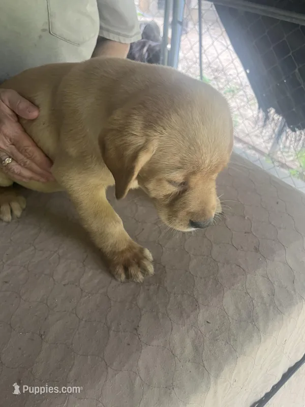 Black – Labrador Retriever puppy for sale in Lovelady, TX