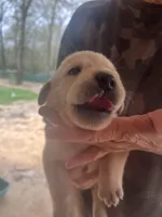 Black, a female Labrador Retriever for sale in Lovelady, TX – Photo 2 of 3