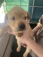 Black, a female Labrador Retriever for sale in Lovelady, TX – Photo 7 of 7