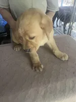 Black, a female Labrador Retriever for sale in Lovelady, TX – Photo 4 of 7