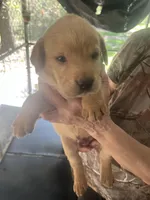 Black, a female Labrador Retriever for sale in Lovelady, TX – Photo 6 of 7