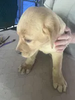 Black, a female Labrador Retriever for sale in Lovelady, TX – Photo 2 of 7