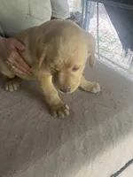 Black, a female Labrador Retriever for sale in Lovelady, TX – Photo 3 of 7