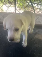 Green , a male Labrador Retriever for sale in Lovelady, TX – 2 of 3