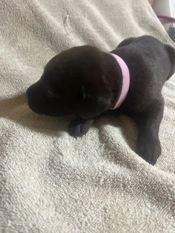 Purple  – Labrador Retriever puppy for sale in Lovelady, TX