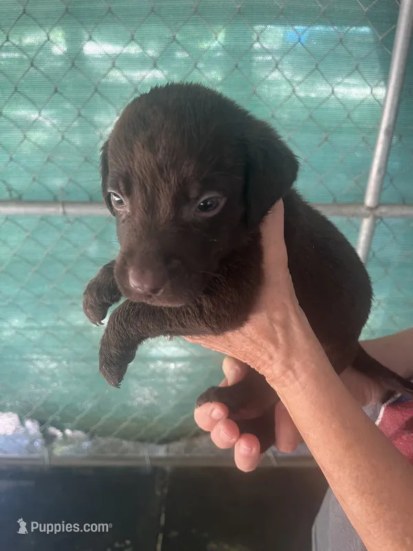 Blue – Labrador Retriever puppy for sale in Lovelady, TX