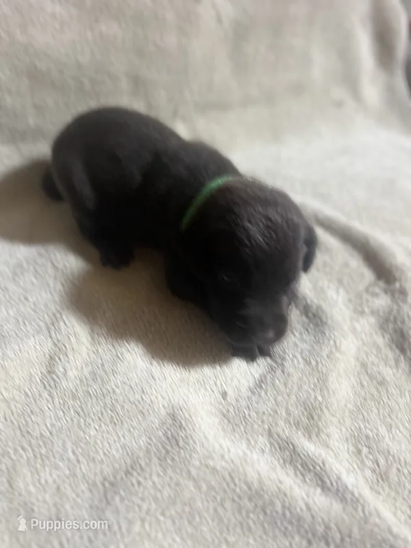 Green – Labrador Retriever puppy for sale in Lovelady, TX