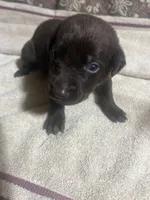 Blue, a male Labrador Retriever for sale in Lovelady, TX – 2 of 2