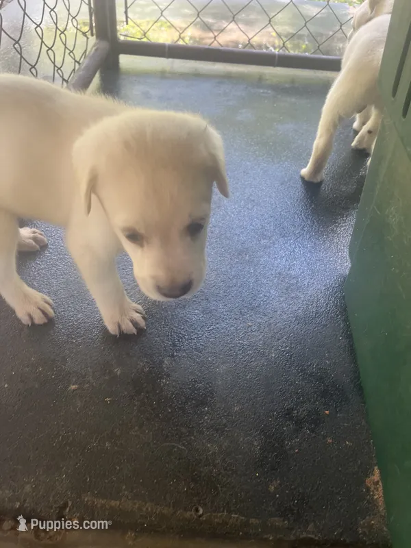 Black – Labrador Retriever puppy for sale in Lovelady, TX
